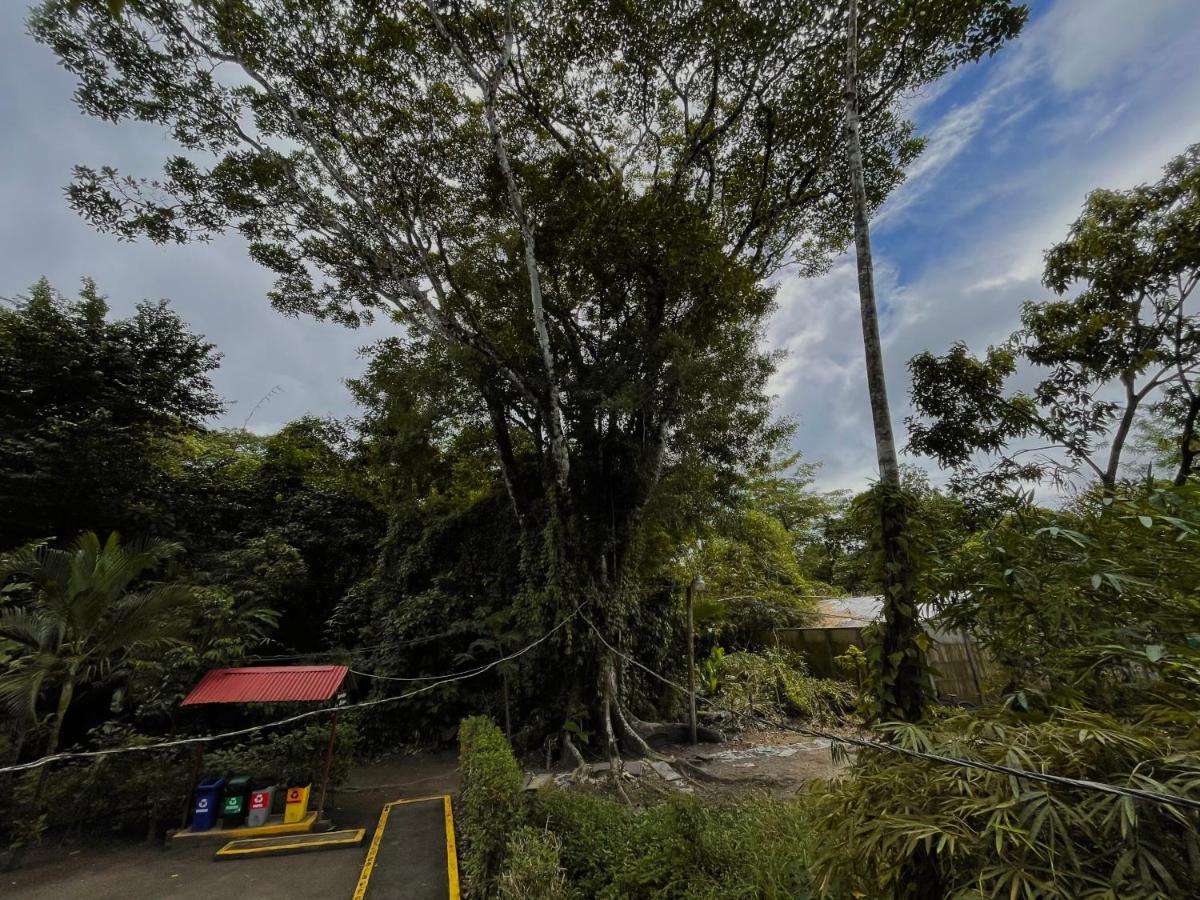Los Amigos Jungle Hotel Tortuguero Exteriér fotografie