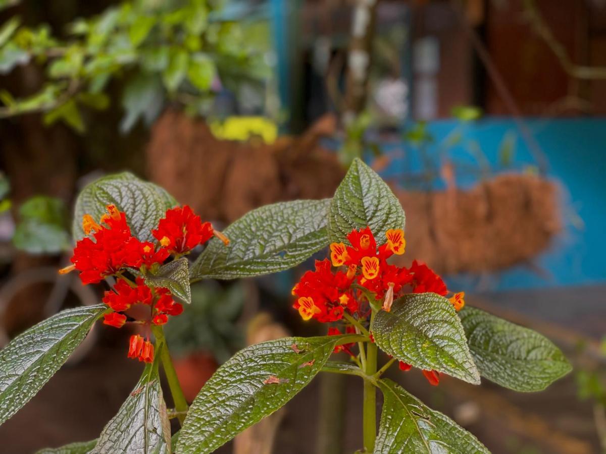 Los Amigos Jungle Hotel Tortuguero Exteriér fotografie