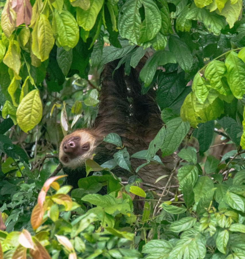 Los Amigos Jungle Hotel Tortuguero Exteriér fotografie