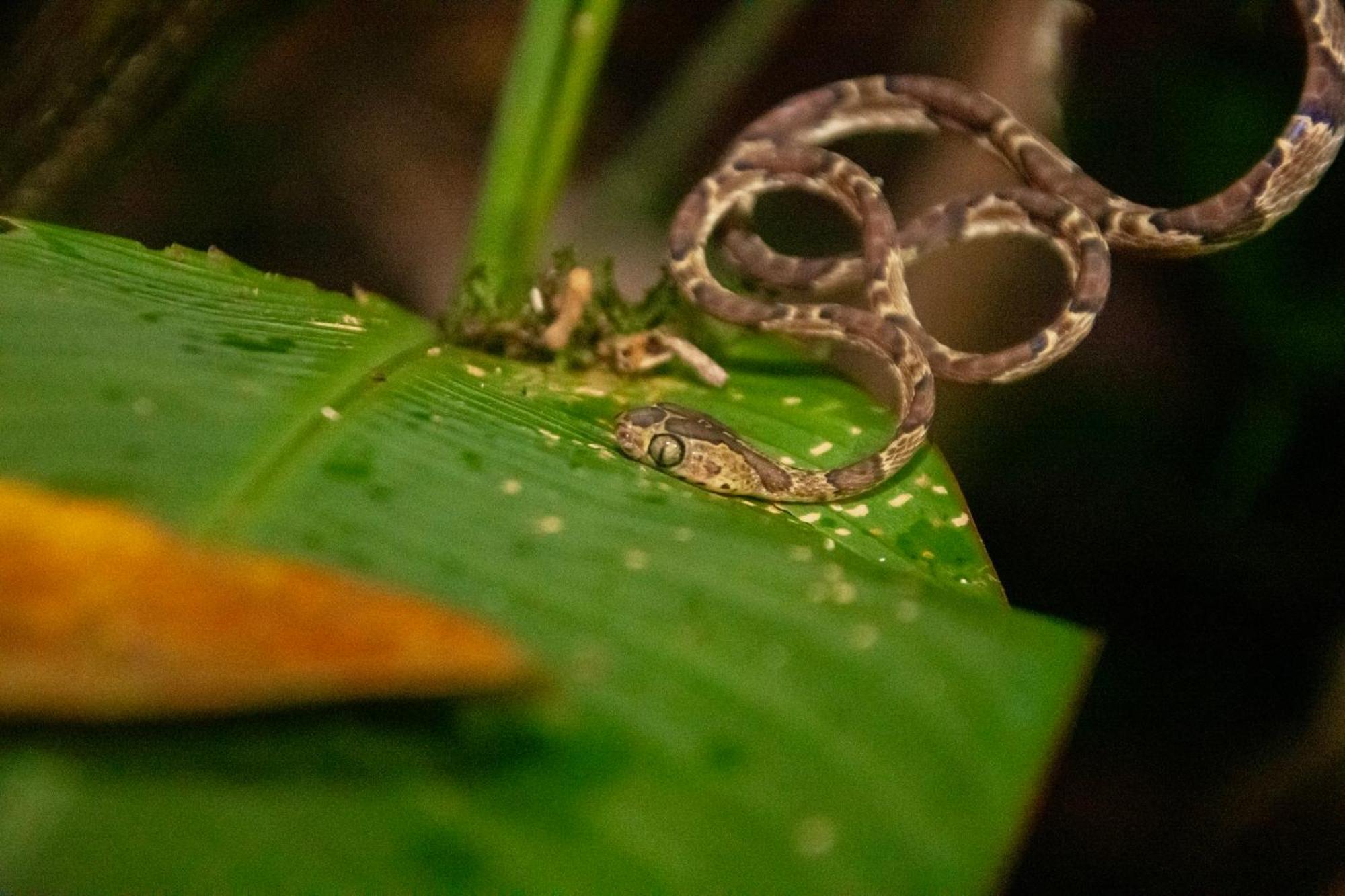 Los Amigos Jungle Hotel Tortuguero Exteriér fotografie